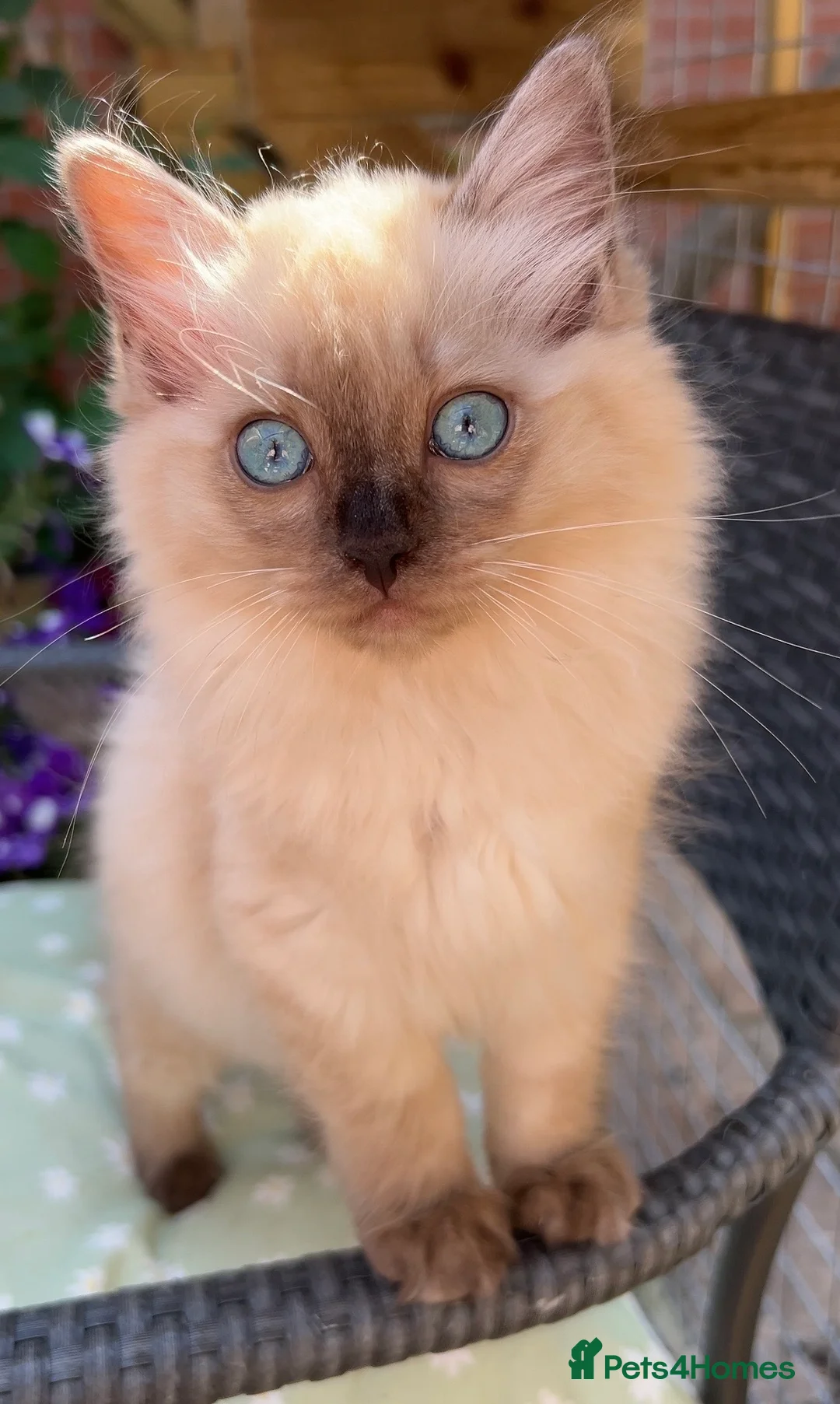 Ragdoll cats for sale: Ragdolls Mink Sepia TICA Cherubims Quality  - Advert 1