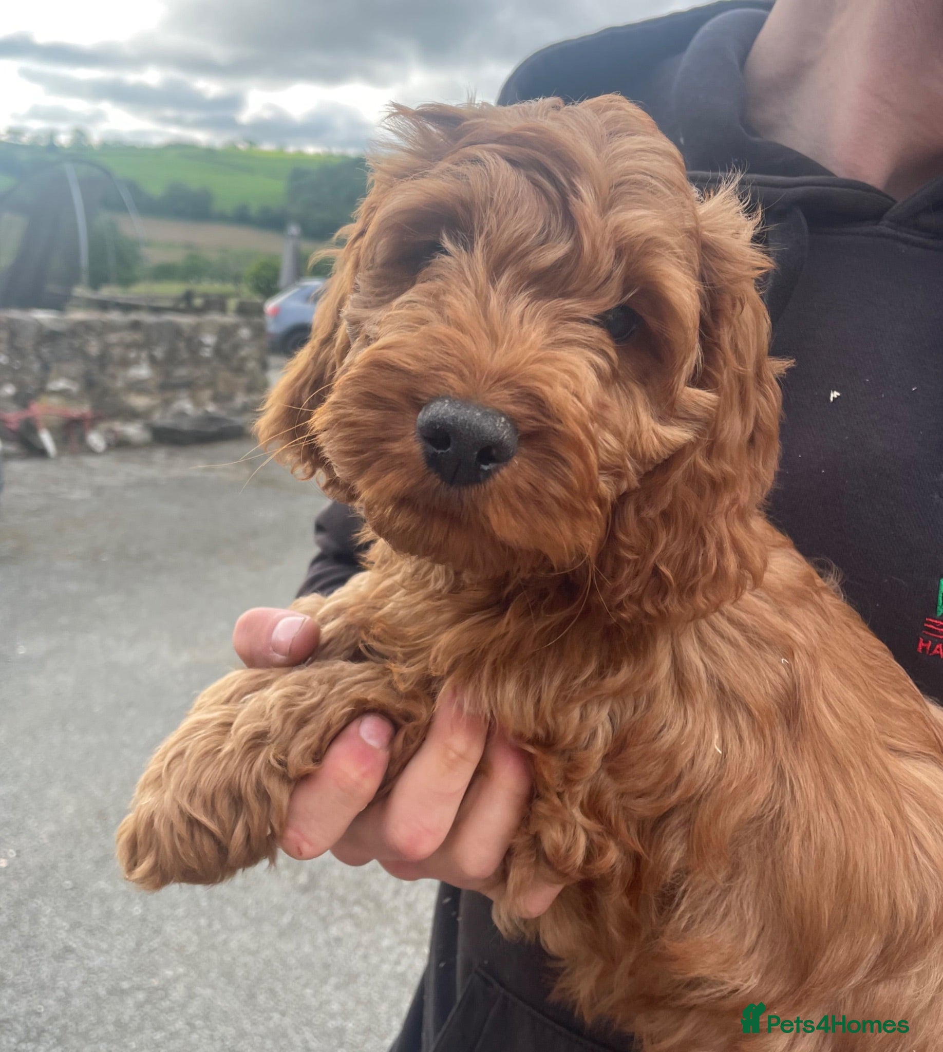 Cockapoo dogs 6 Gorgeous Cockapoo Pups ready for forever homes - Advert 1