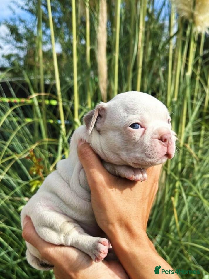 Boston Terrier dogs for sale: REDUCED GIRLS!!! 5 KC Boston Terriers  - Advert 1