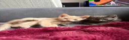 Mixed Breed cats for sale: 12 week kittens x2 - Advert 1