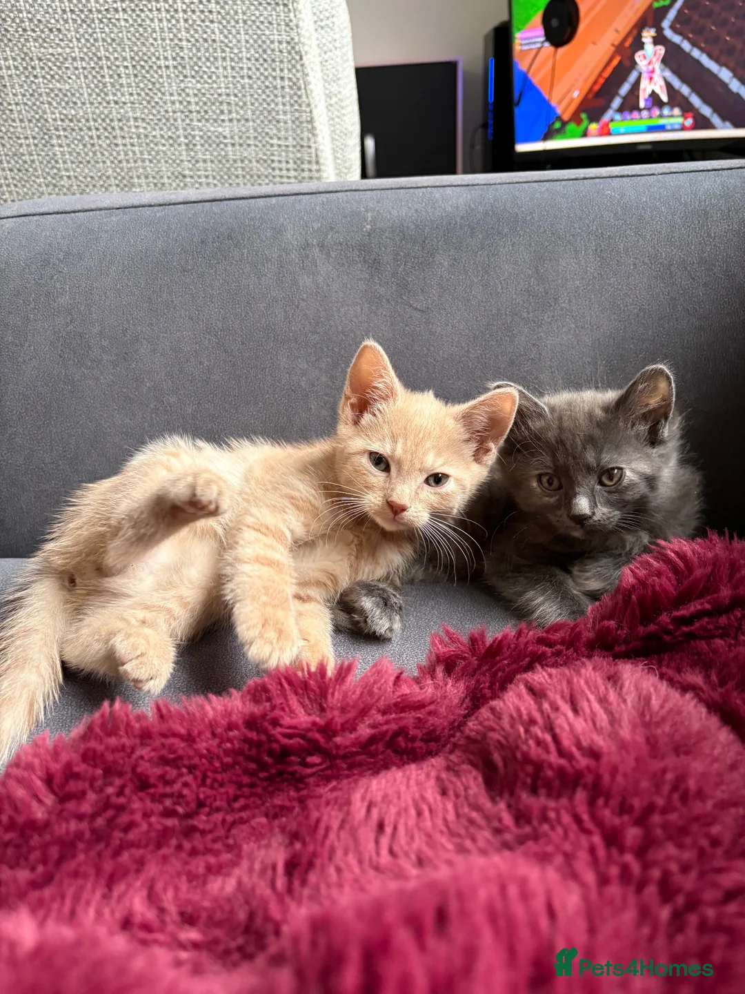 Mixed Breed cats for sale: 12 week kittens x2 - Advert 1