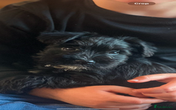 Miniature Schnauzer dogs for stud: Beautiful Black Mini Schnauzer proven stud - Image 5