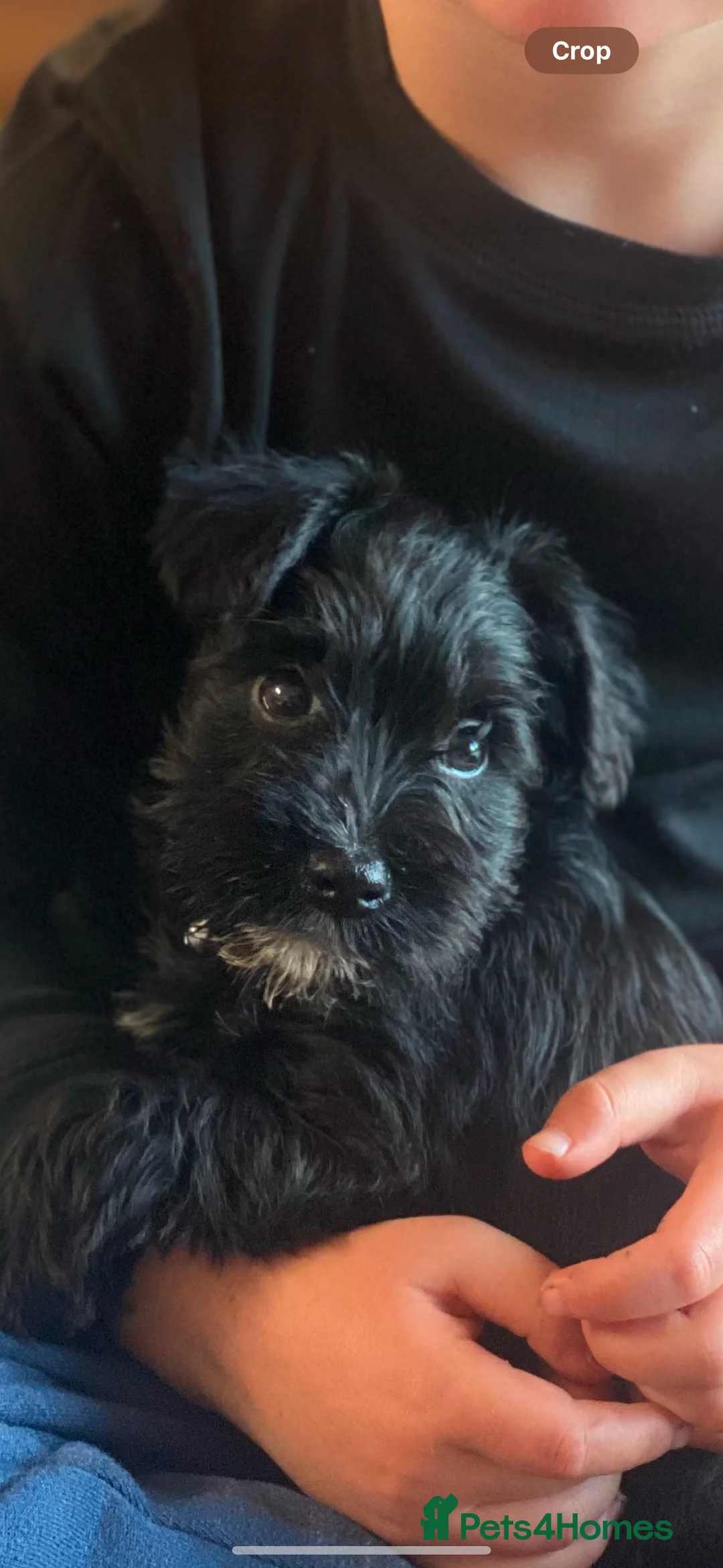 Miniature Schnauzer dogs for stud: Beautiful kc reg Black Mini Schnauzer for stud - Advert 5