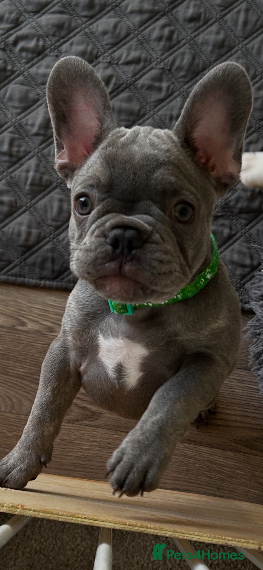 French Bulldog dogs Beautiful French Bulldog Puppies  - Advert 2