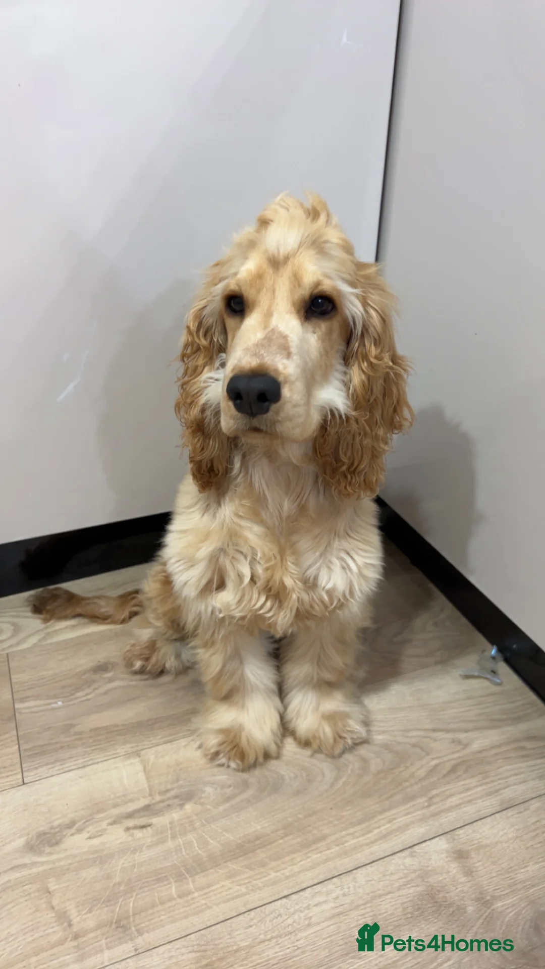 Cocker Spaniel dogs for sale: Male cocker spaniel puppy  - Advert 1