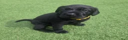 Labrador Retriever dogs for sale: Beautiful labrador Retriever puppie - Advert 26