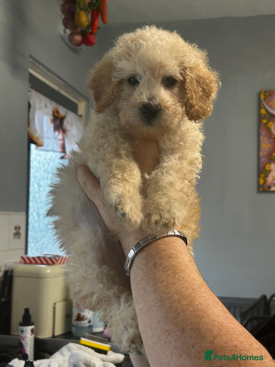 Miniature Poodle dogs for sale: Cream miniature poodle male pup - Advert 2