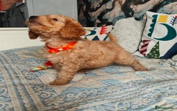 Cockapoo dogs for sale: Cockapoo - Image 4