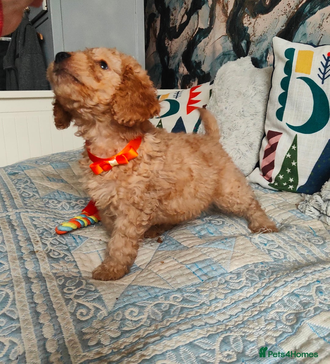 Cockapoo dogs for sale: Cockapoo - Image 4