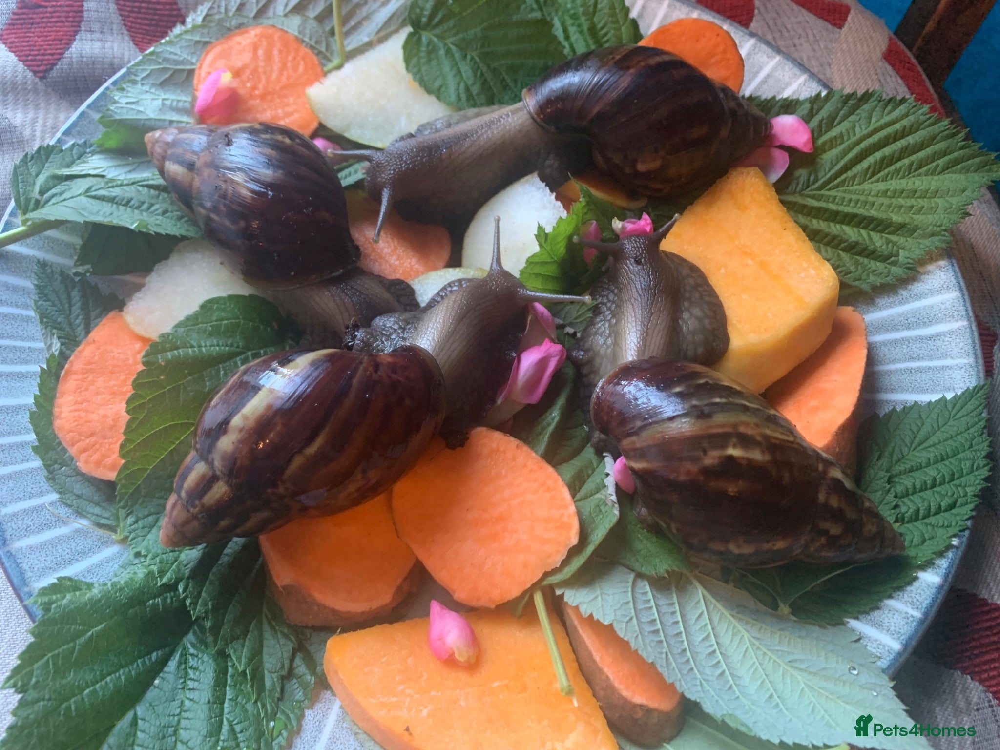 Snails invertebrates Beautiful African land snails.  - Advert 1