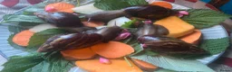Snails invertebrates for sale: Beautiful African land snails.  - Advert 1