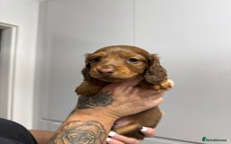 Miniature Dachshund dogs for sale: Beautiful Longhair miniature Dachshund - Image 34
