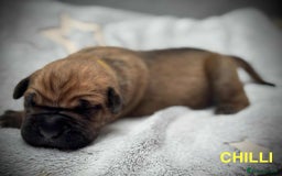 Cane Corso dogs for sale: 🐾✨ PatoSquad Kennel FCI Puppies ✨🐾 - Image 14