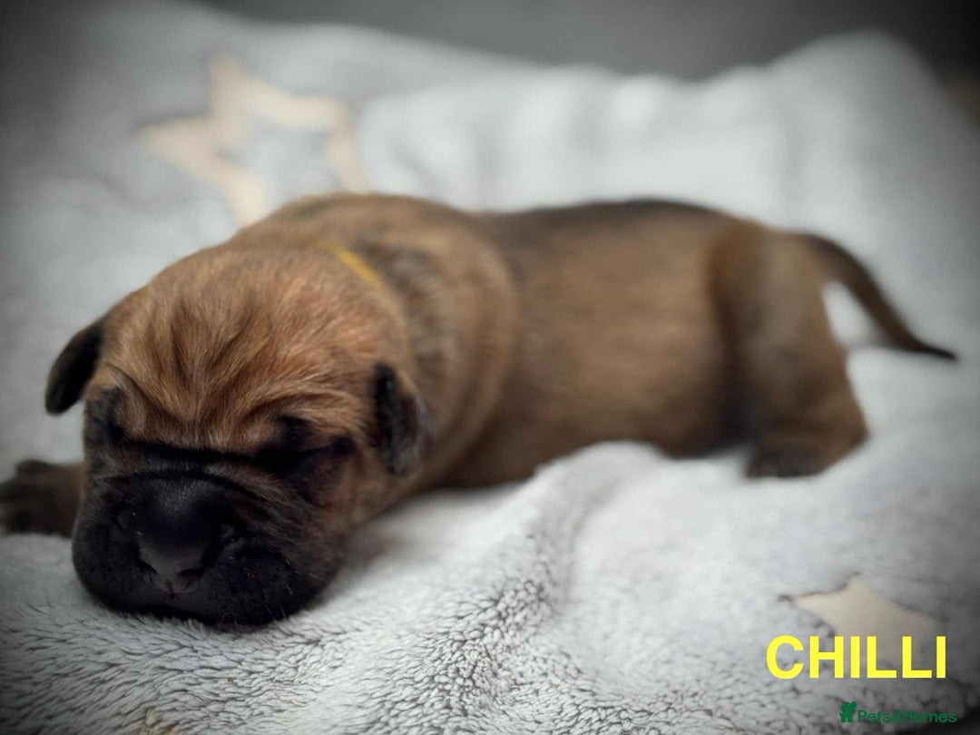 Cane Corso dogs for sale: 🐾✨ PatoSquad Kennel FCI Puppies ✨🐾 - Image 14