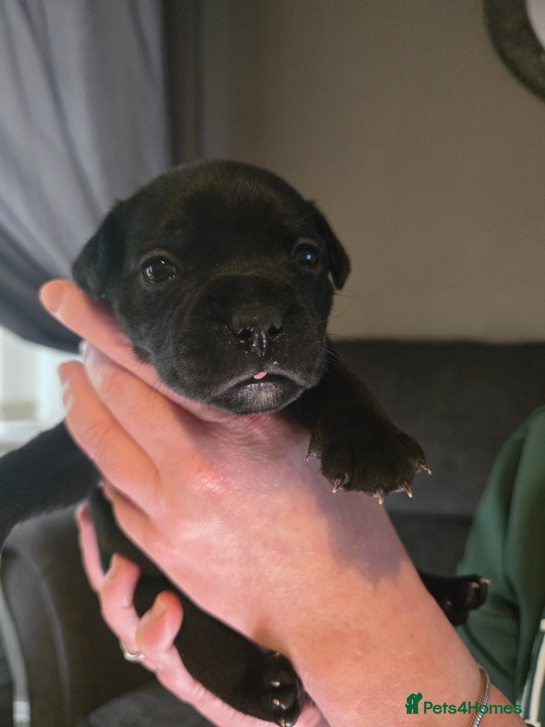 Staffordshire Bull Terrier dogs for sale: Kc registered Staffordshire bullterrier  - Advert 17