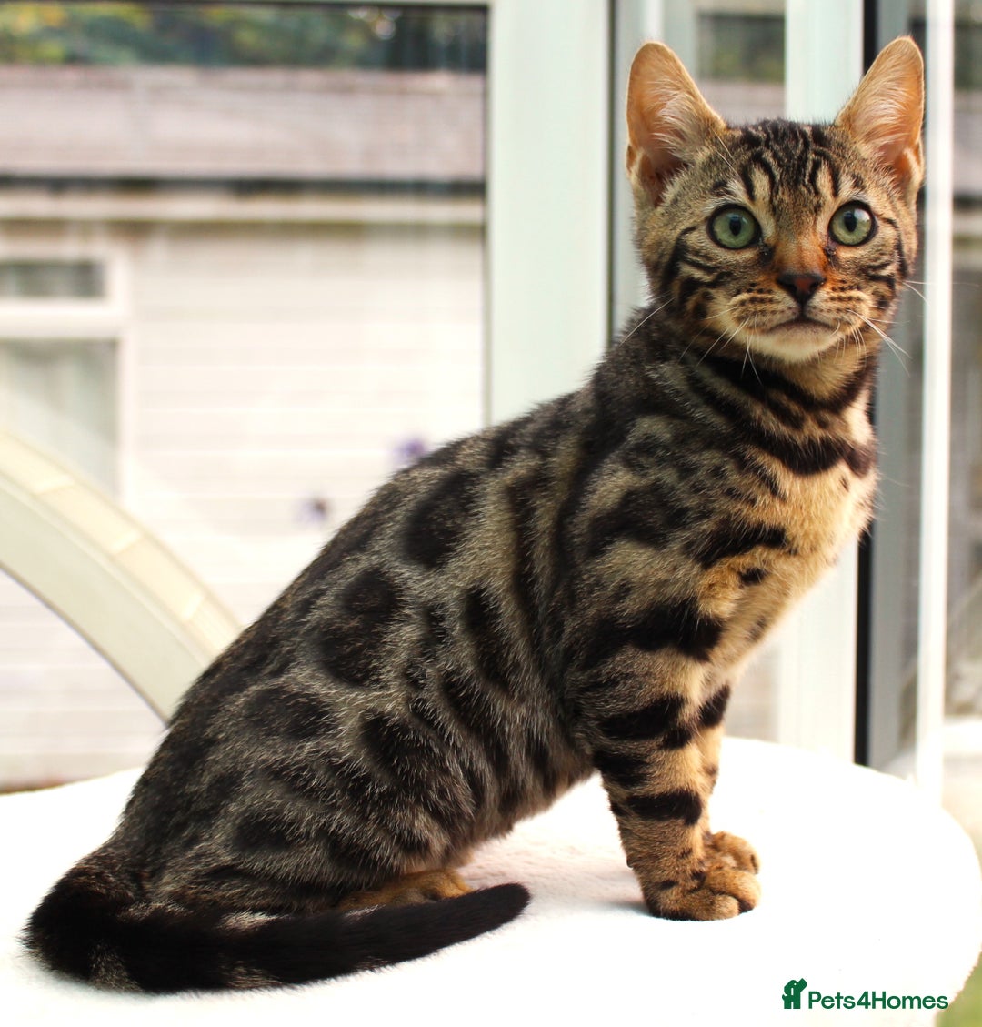 Bengal cats for sale: CUTE BROWN FEMALE BENGAL KITTEN (TICA REG)  - Image 6
