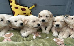 Golden Retriever dogs for sale: Superb litter Kc reg health tested goldens - Image 1