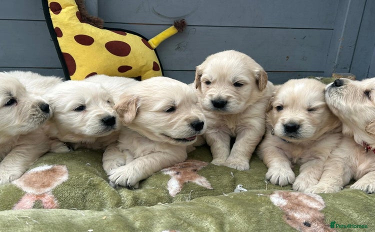 Golden Retriever dogs - Advert 6