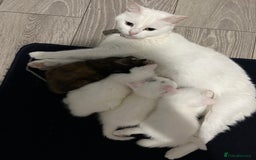 Mixed Breed cats for sale: Maine coon x kittens - Image 1