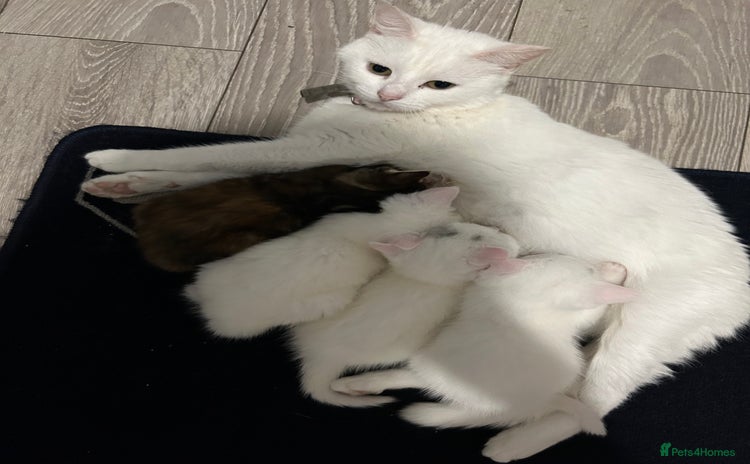 Mixed Breed cats - Advert 10