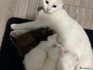 Mixed Breed cats Maine coon x kittens - Advert 3