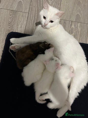 Mixed Breed cats - Advert 4