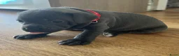 Staffordshire Bull Terrier dogs for sale: Stunning KC registered Staffy puppies 💙💙🩷🩷🩷 - Advert 15