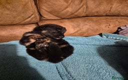 German Shepherd dogs for sale: KC German Shepherd Puppies Blue, White & Black/Tan - Image 22