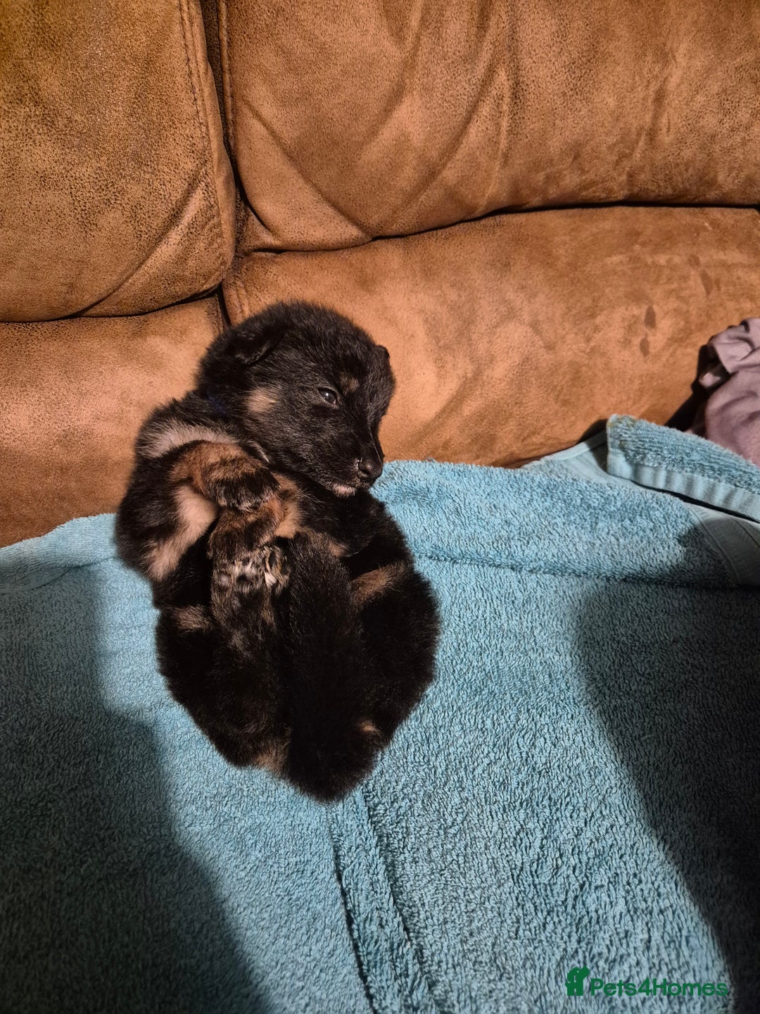 German Shepherd dogs for sale: KC German Shepherd Puppies Blue, White & Black/Tan - Image 22