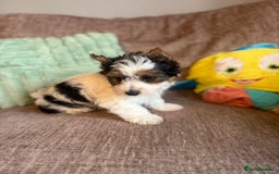 Biewer Terrier dogs for sale: 🐾Last Male Puppy Availavle- Meet Max!🐾 - Image 6