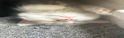 Turkish Angora cats for sale: Long hair kittens  - Advert 10