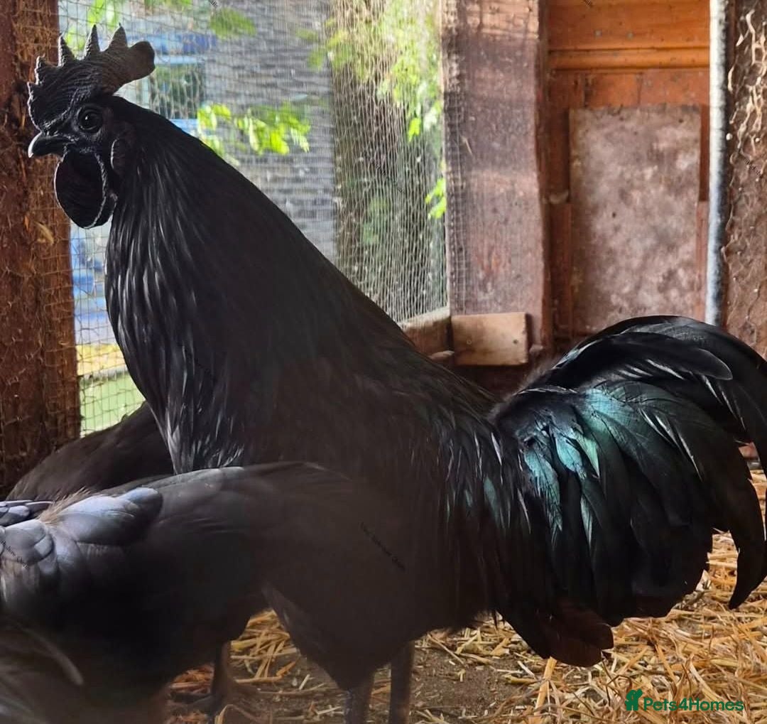 Chickens poultry 3 ayam cemani Cockerells available  - Advert 1