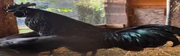 Chickens poultry for sale: 3 ayam cemani Cockerells available  - Advert 1