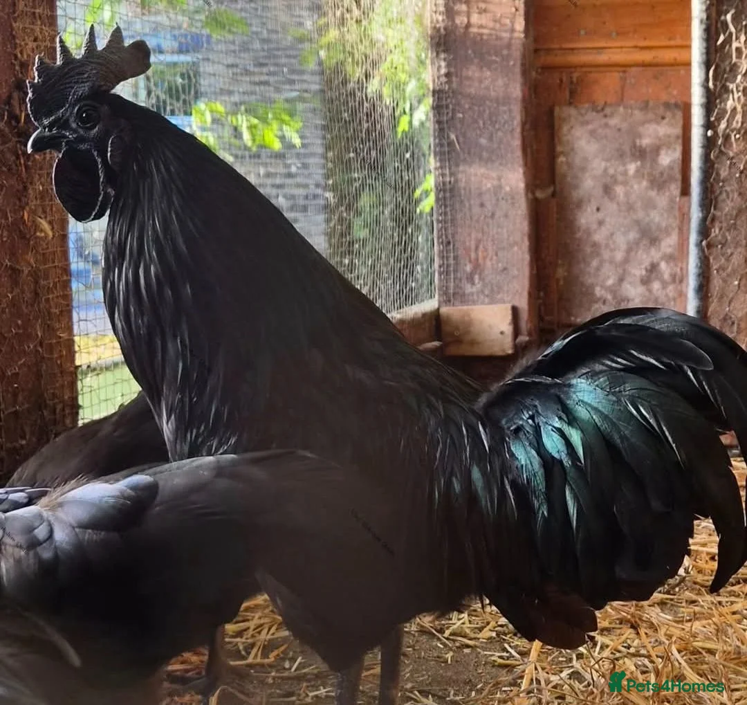 Chickens poultry for sale: 3 ayam cemani Cockerells available  - Advert 1