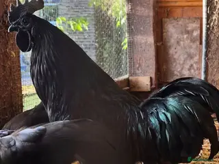 Chickens poultry 3 ayam cemani Cockerells available - Advert 1