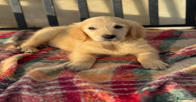 Golden Retriever dogs KC health checked outstanding temperaments  - Advert 3