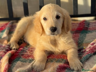 Golden Retriever dogs KC health checked outstanding temperaments - Advert 16