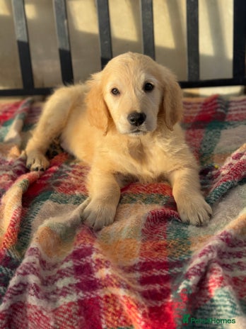 Golden Retriever dogs KC health checked outstanding temperaments - Advert 3