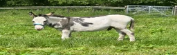 Donkey livestock for sale: 2 donkey gelding for sale - Advert 7