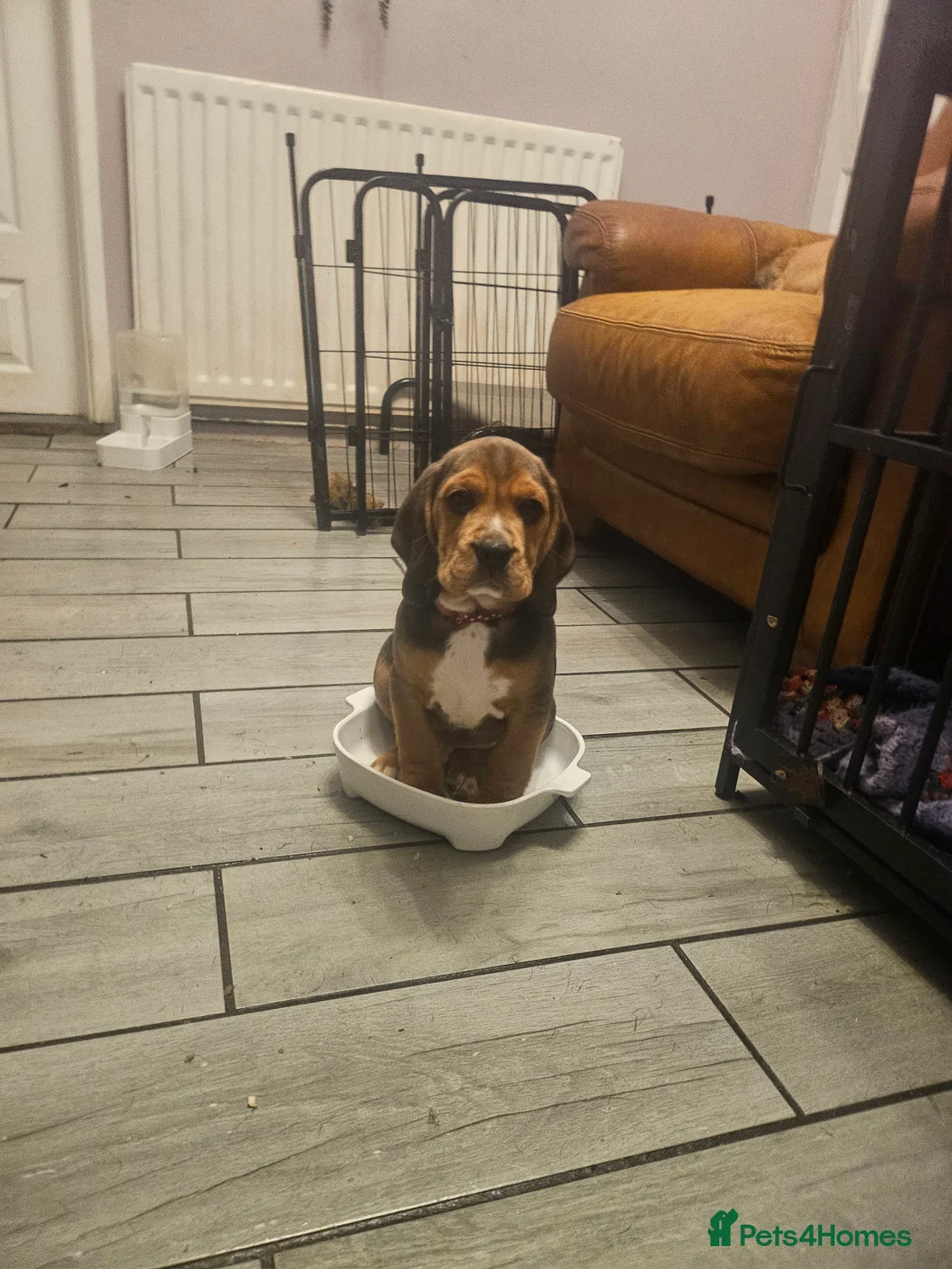 Bocker dogs for sale: Beagle cross with cooker spaniel  - Advert 2