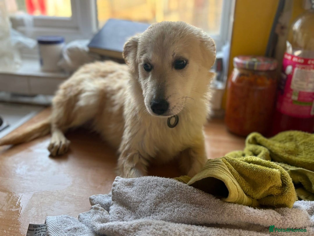 Mixed Breed dogs for adoption: Wren - Costessey Norwich  - Advert 13