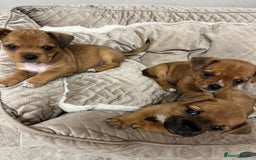 Jug dogs for sale: Jug pups  - Image 1