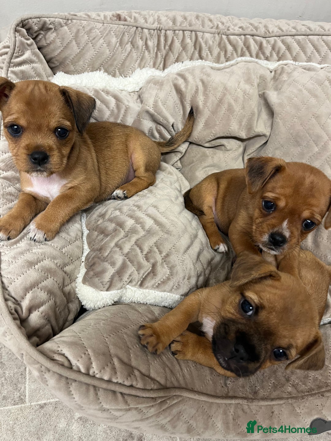 Jug dogs for sale: Jug pups  - Image 1