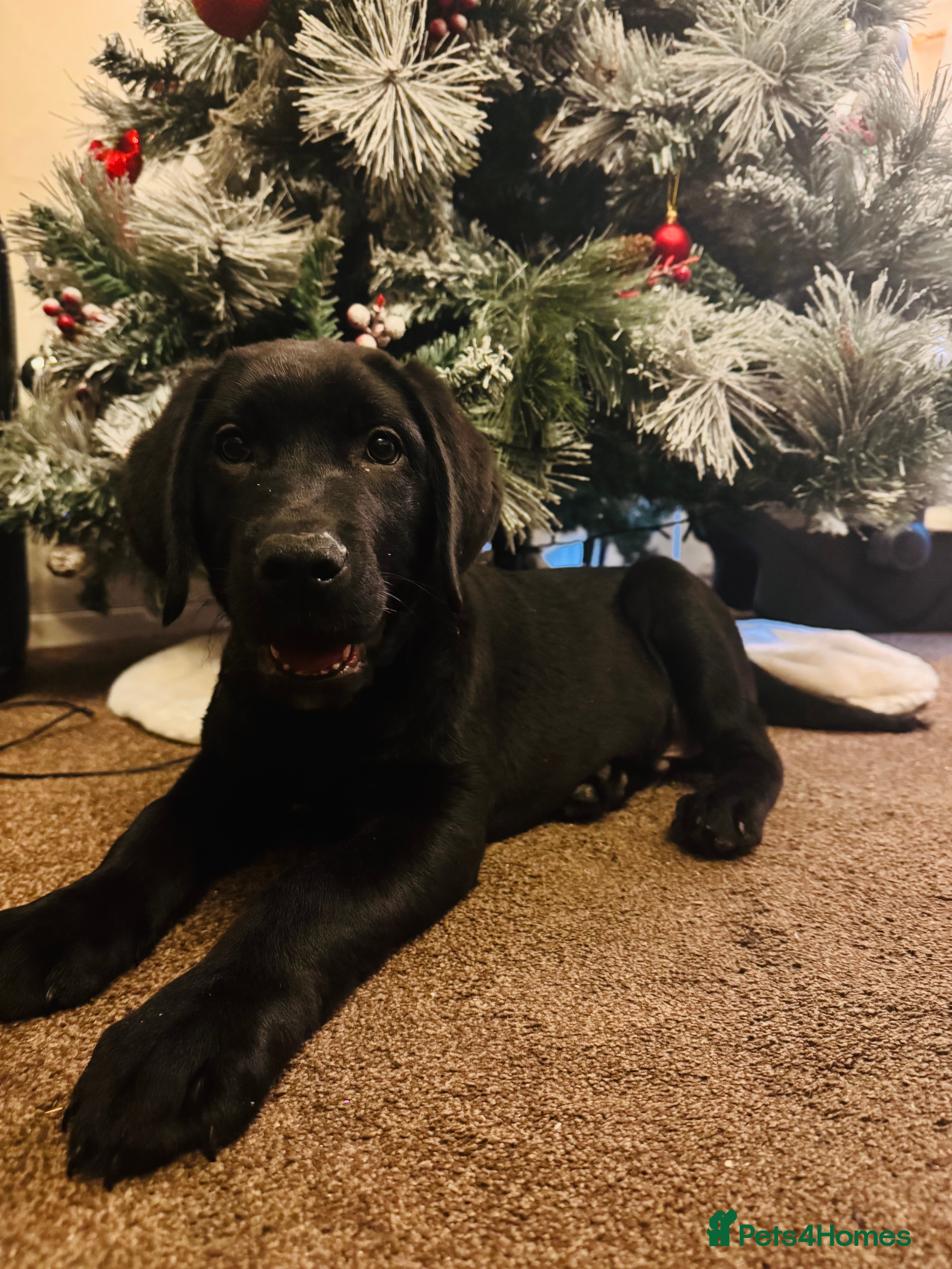 Labrador Retriever dogs Lablador retriever puppy, 1 black male left  - Advert 4
