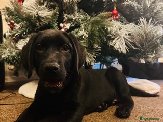 Labrador Retriever dogs Lablador retriever puppy, 1 black male left - Advert 4