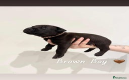 Mixed Breed dogs for sale: Doberman X XL Bully  - Image 23