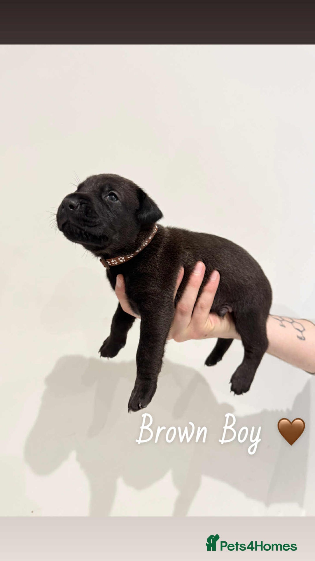 Mixed Breed dogs for sale: Doberman X XL Bully  - Image 23