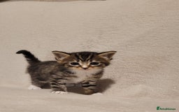 Russian Blue cats for sale: Kittens for sale - Advert 10