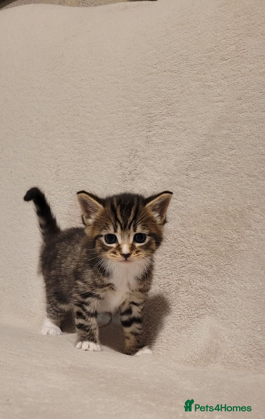 Russian Blue cats for sale: Kittens for sale - Advert 10