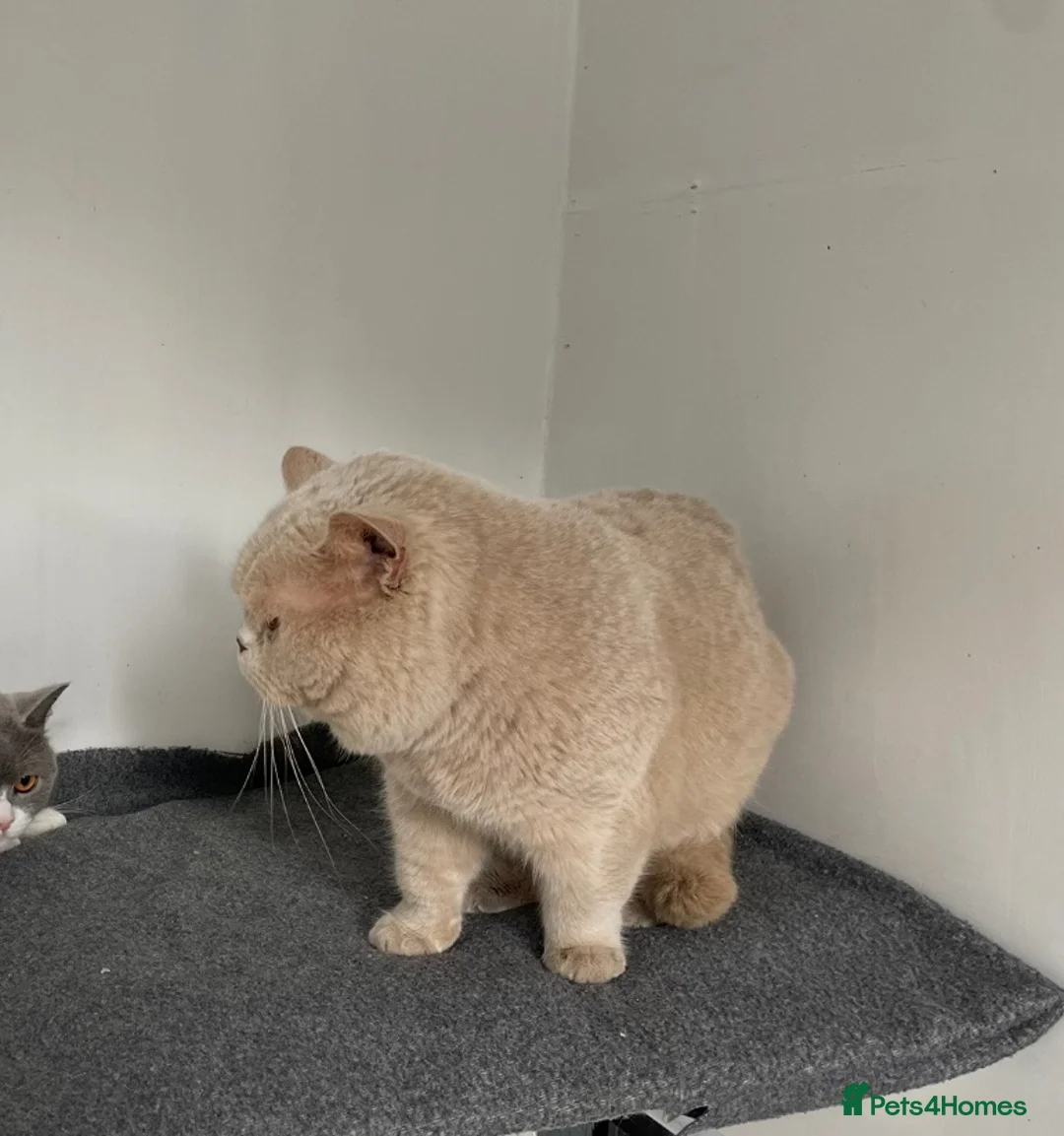 British Shorthair cats for stud: 🔥🧡 GCCF TICA FAWN STUD CARRYING CINNAMON  - Advert 7